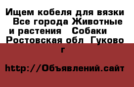 Ищем кобеля для вязки - Все города Животные и растения » Собаки   . Ростовская обл.,Гуково г.